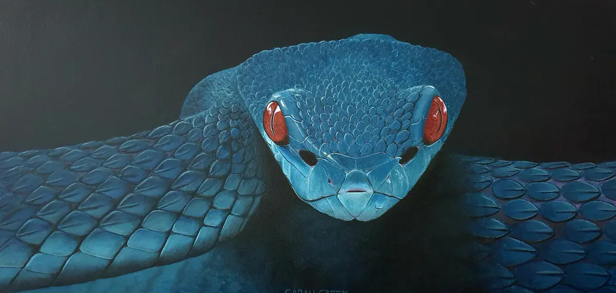 Blue viper, Macro portrait of a blue viper