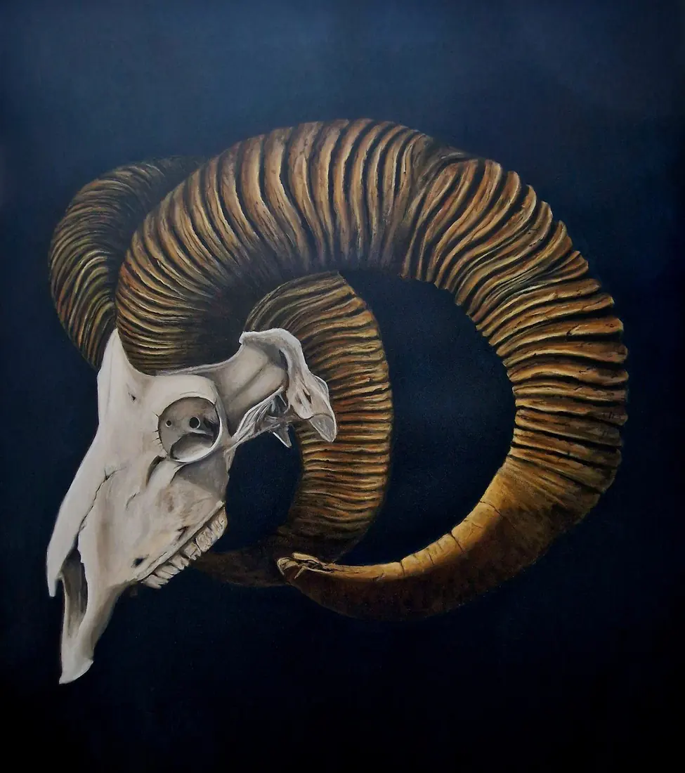 Golden horn, Skull of a bighorn sheep