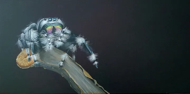Jumping spider, Macro portrait of a jumping spider
