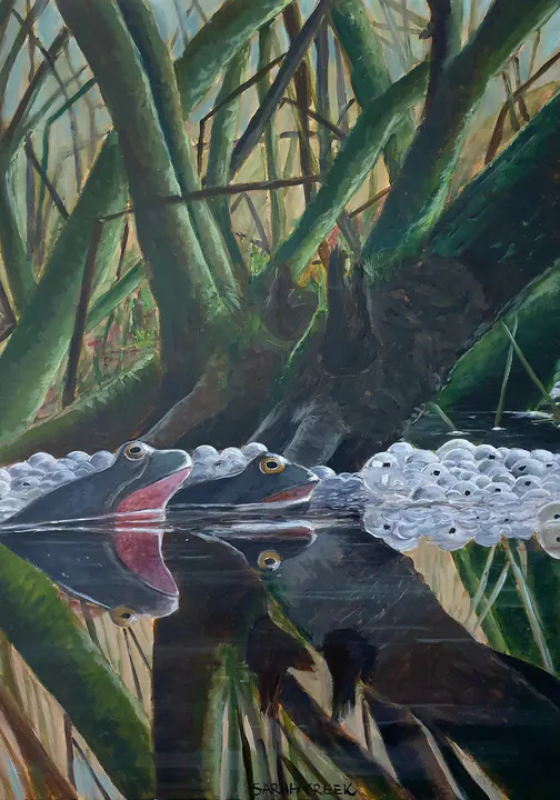 Voorjaar, Still life with frogs and frogspawn. Reference photo: Arjen Lensen