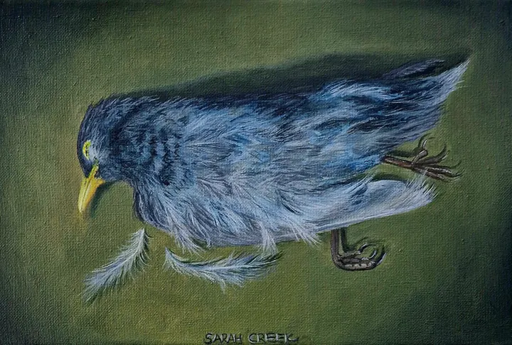 Death is Just a chapter, Dead blackbird with a wooden floating frame